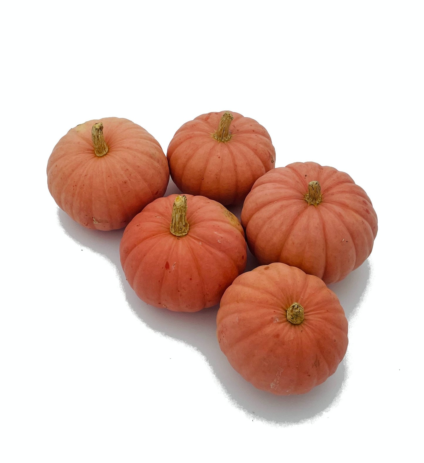 Cucurbita Miss Sophie Pink 10cm Pot