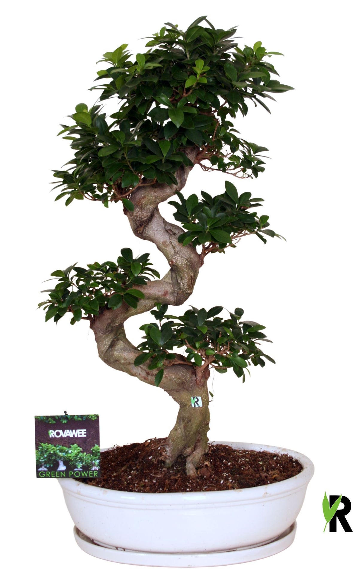 Ficus Ginseng 110cm 50cm Pot