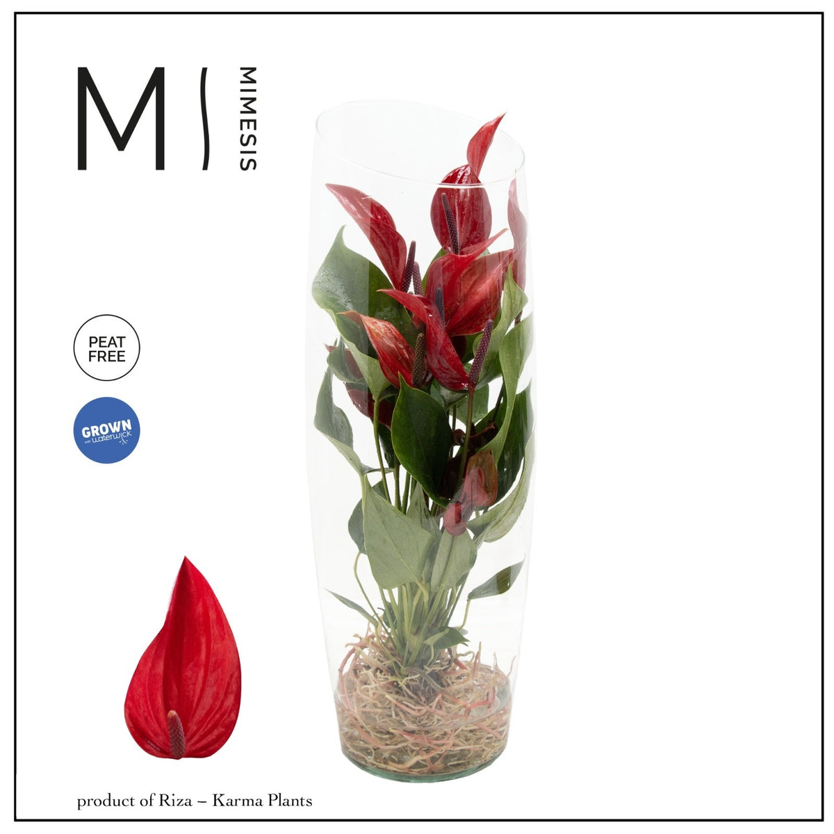 Anthurium Banderola Lava 35cm 12cm Pot