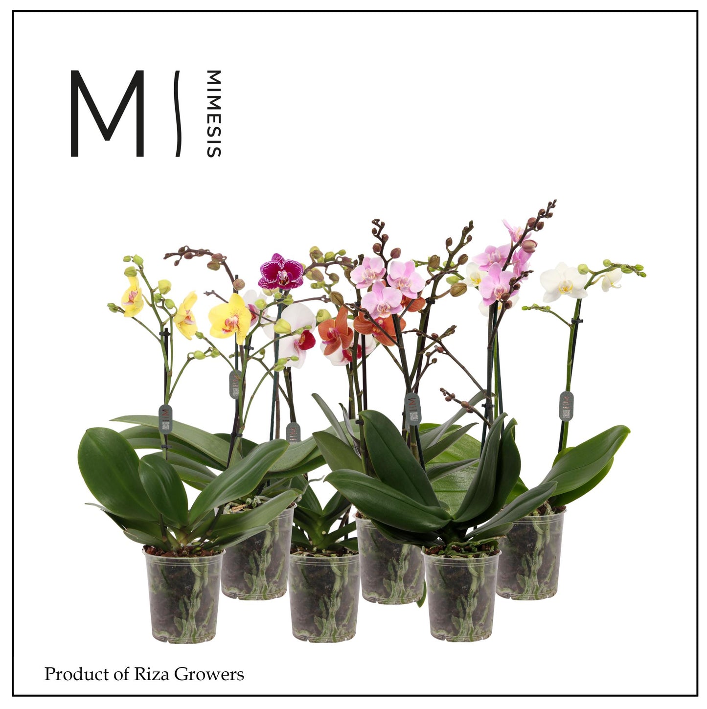Phalaenopsis mix Mimesis 40cm 12cm Pot