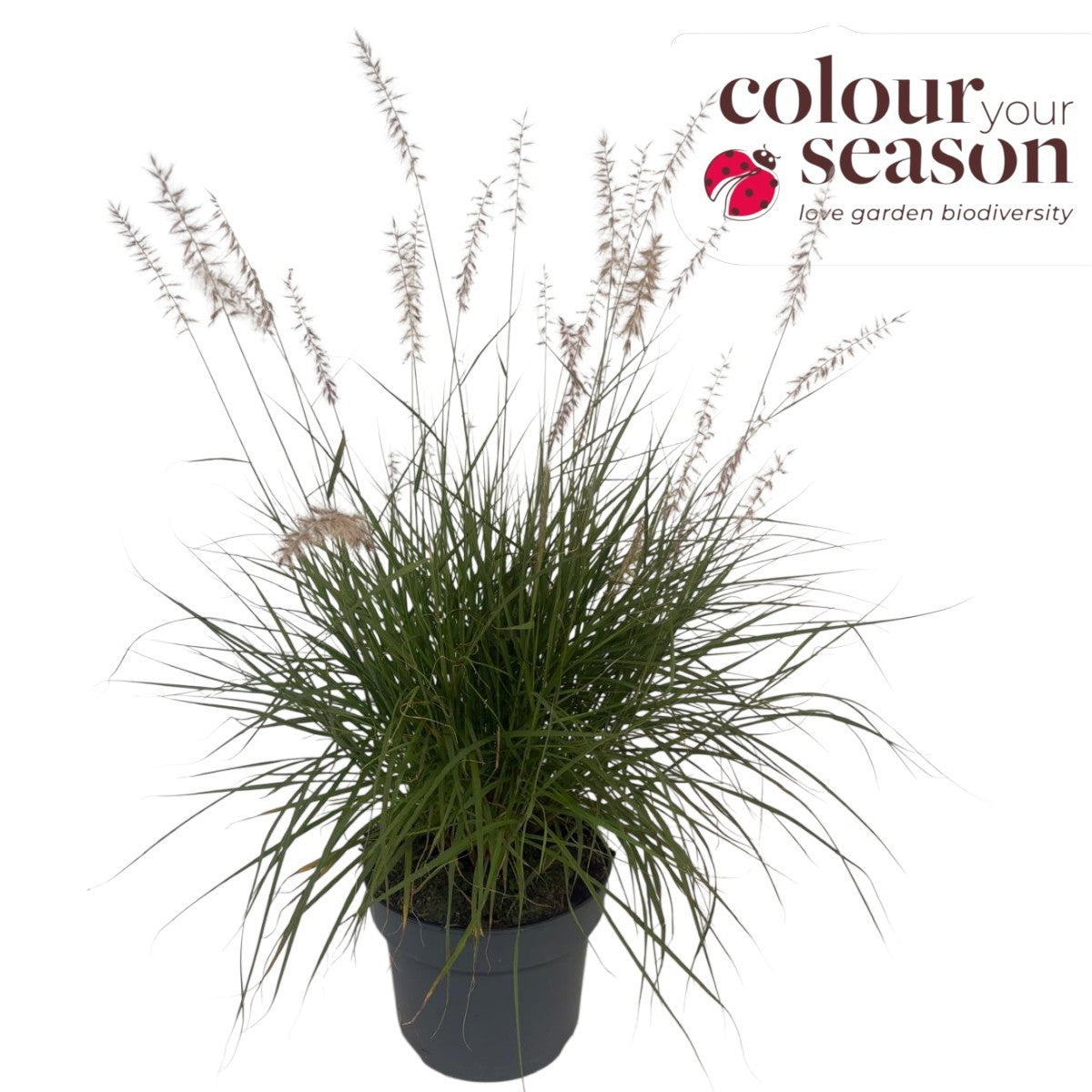 Pennisetum alopecuroides 40cm 23cm Pot