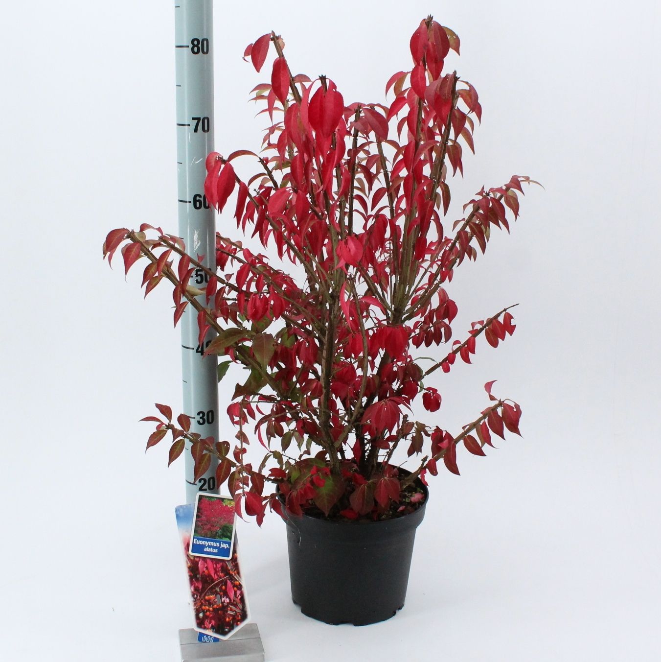 Euonymus alatus 75cm 23cm Pot