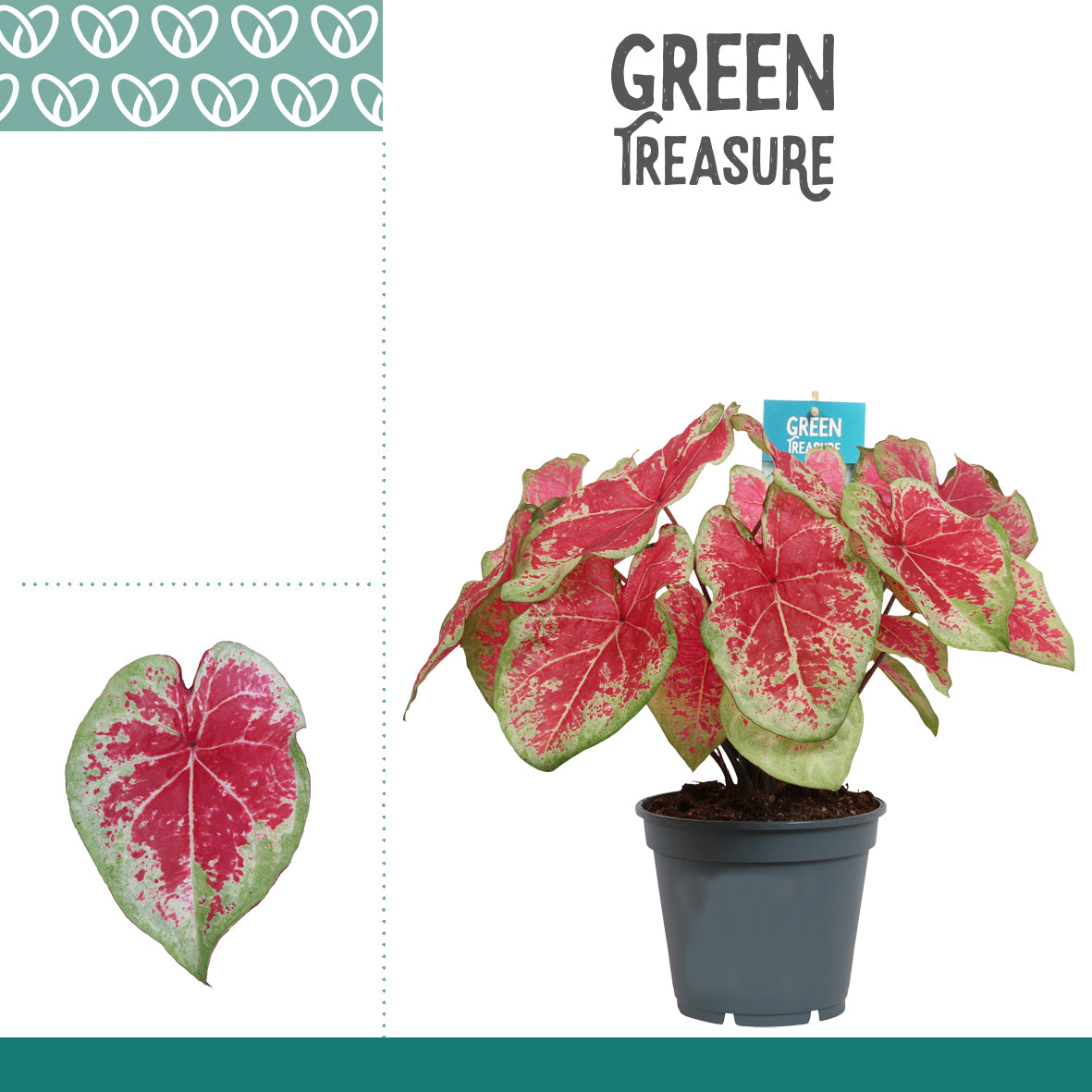 Caladium Carolyn Whorton 50cm 17cm Pot