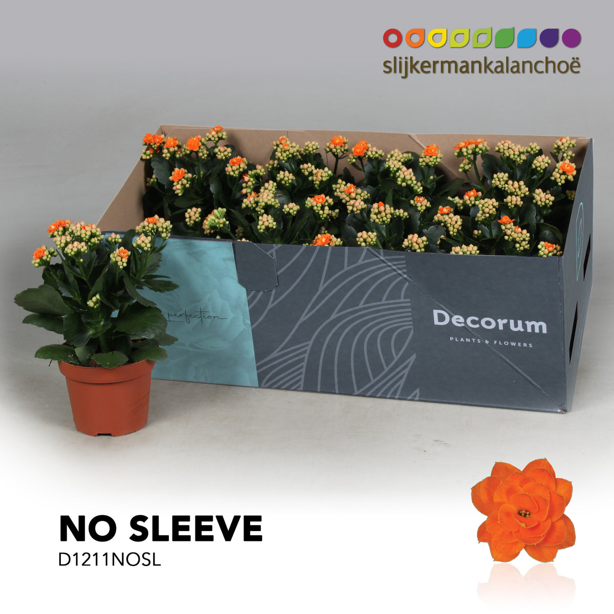 Kalanchoe Sumo Orange 24cm 12cm Pot