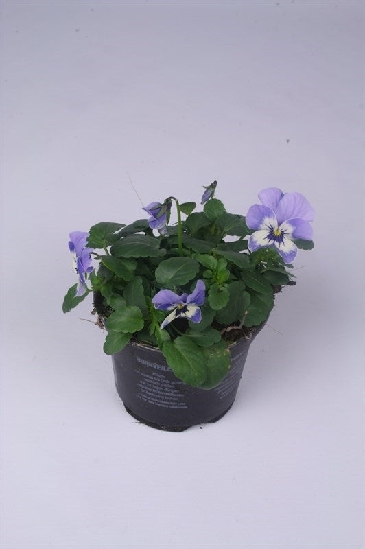 Batist BV, Kwekerij Viola Callisto Marina Pack of 18