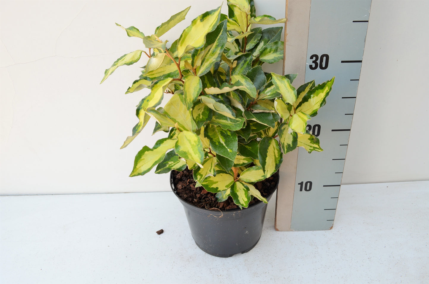 Elaeagnus ebb. Gilt Edge 25cm 17cm Pot