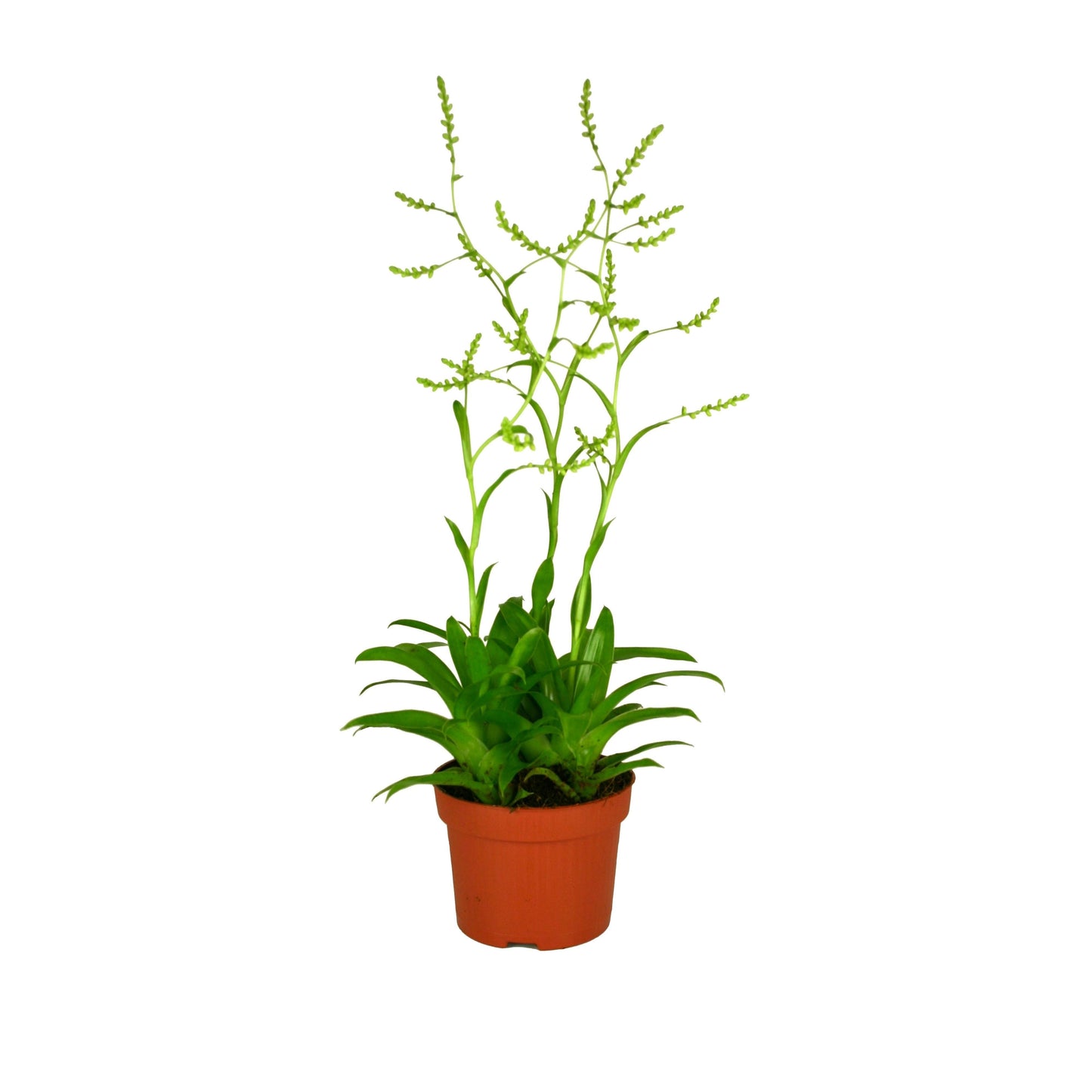 Catopsis morreniana 30cm 12cm Pot