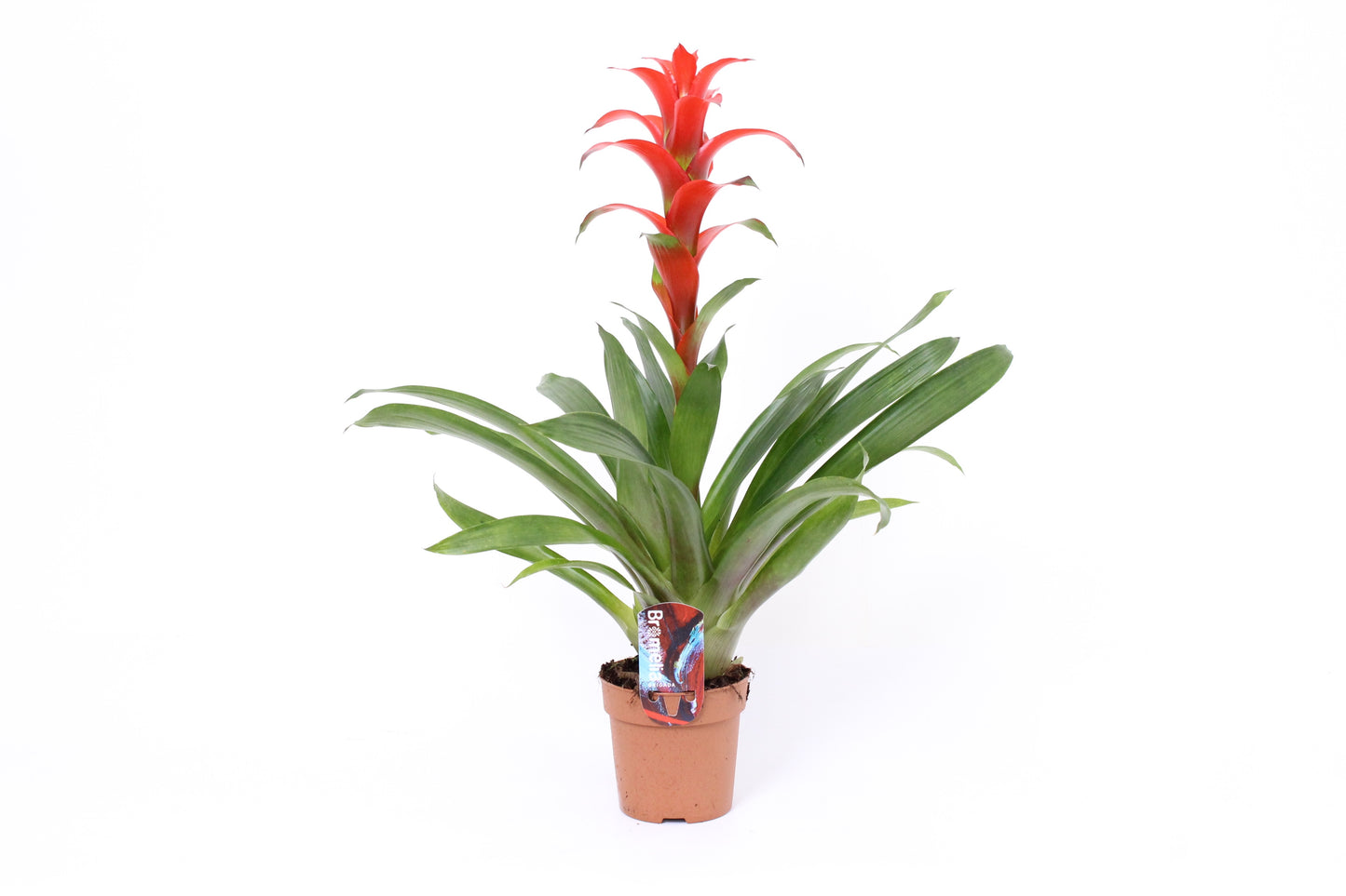 Guzmania Ostara 50cm 12cm Pot