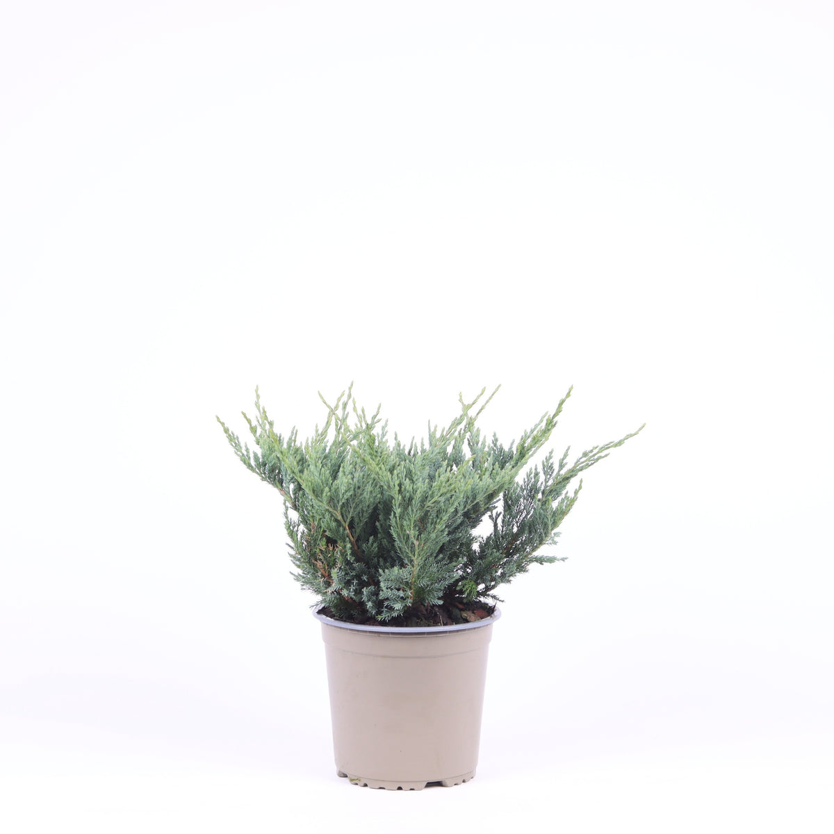 Juniperus Blue Chip 25cm 15cm Pot