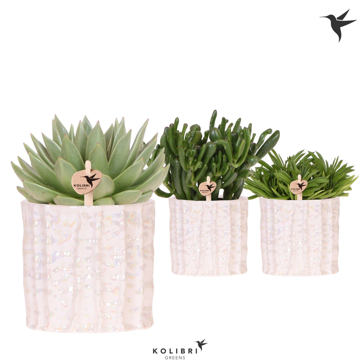 Succulent mix 26cm 12cm Pot