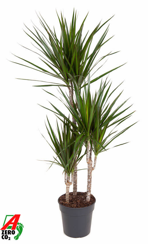 Dracaena marginata 60-30-15 120cm 21cm Pot