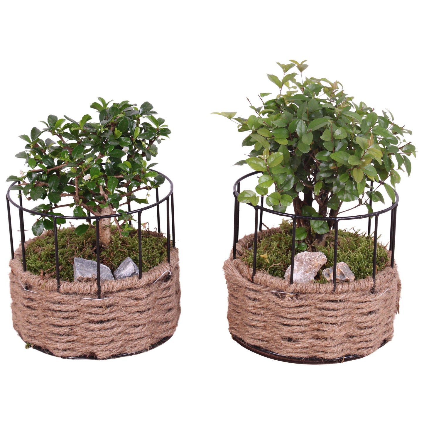 Bonsai mix 30cm 17cm Pot