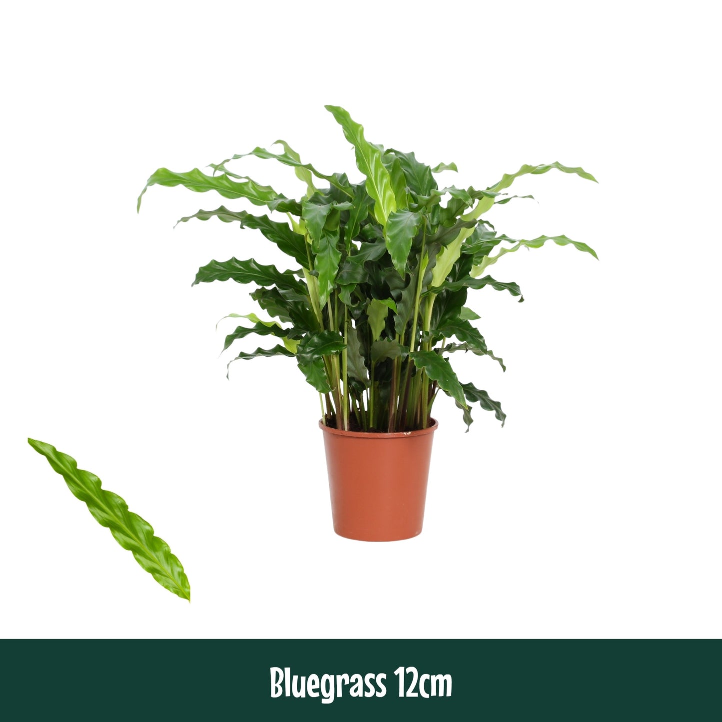 Calathea Blue Grass 40cm 12cm Pot