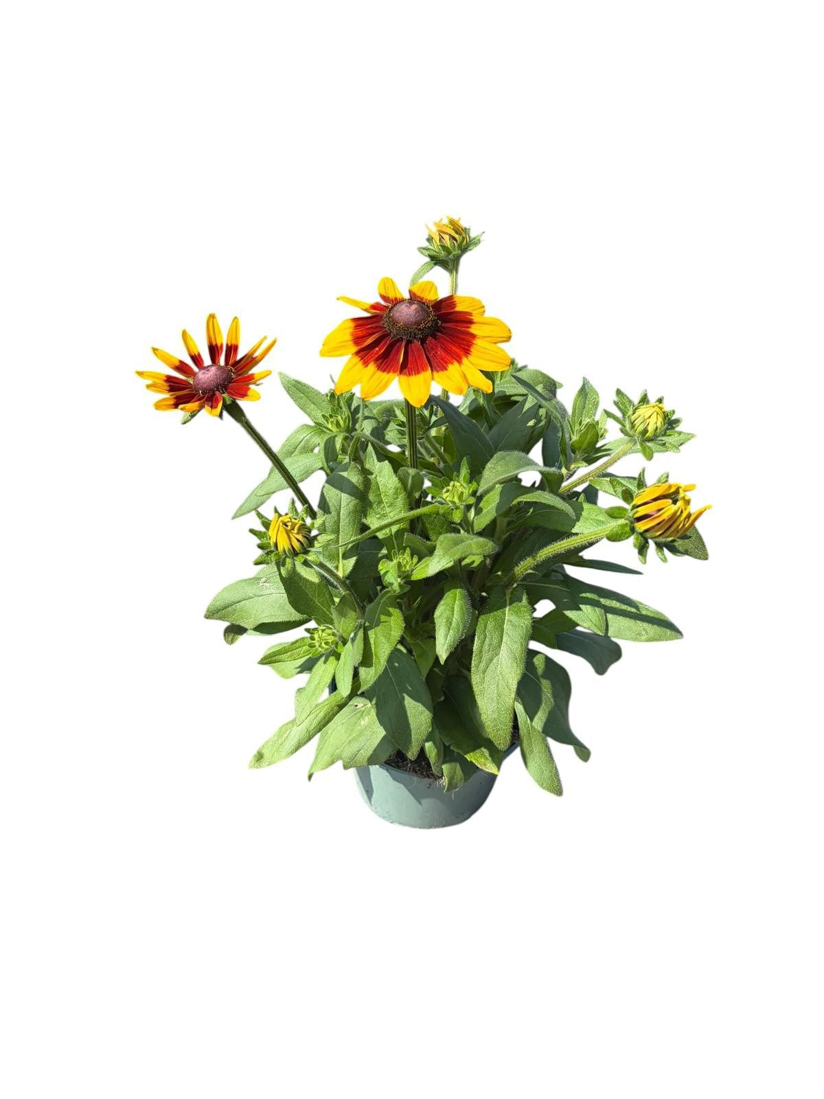 Rudbeckia Sunbeckia 25cm 19cm Pot