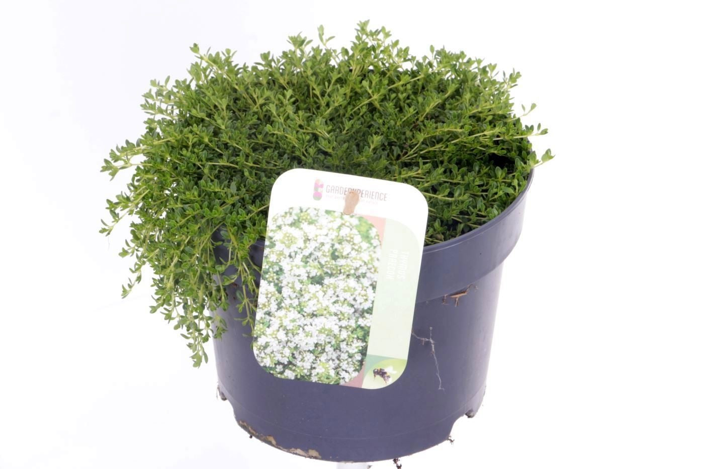 Thymus Albiflorus 15cm 17cm Pot