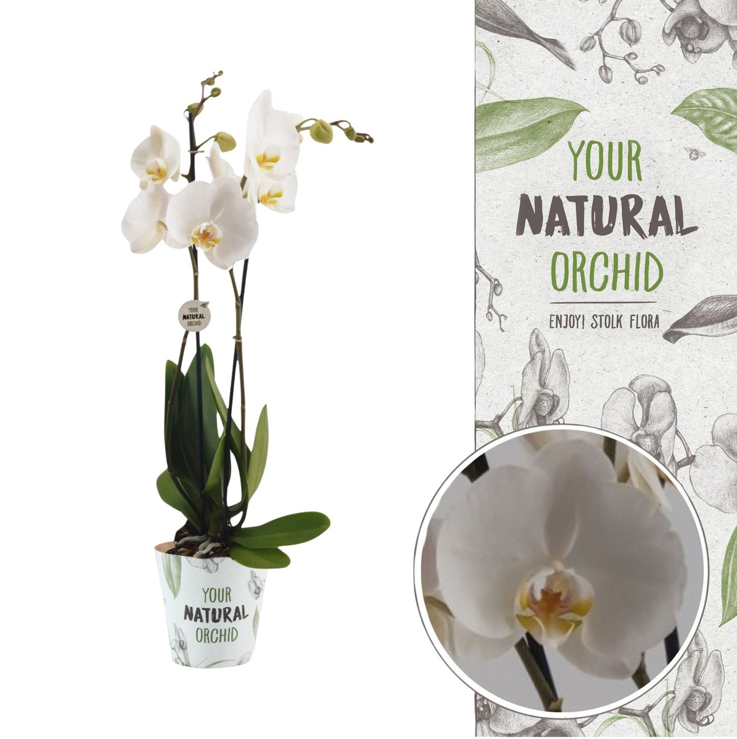 Phalaenopsis Nottingham 65cm 12cm Pot