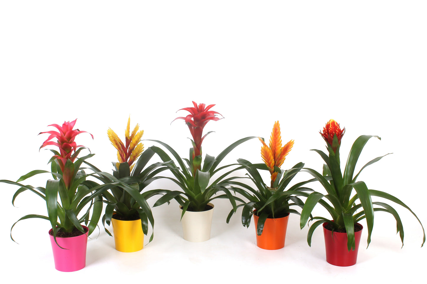 Bromelia mix 40cm 12cm Pot