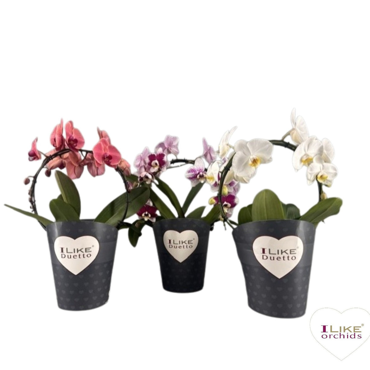 Phalaenopsis mix hoop 60cm 17cm Pot