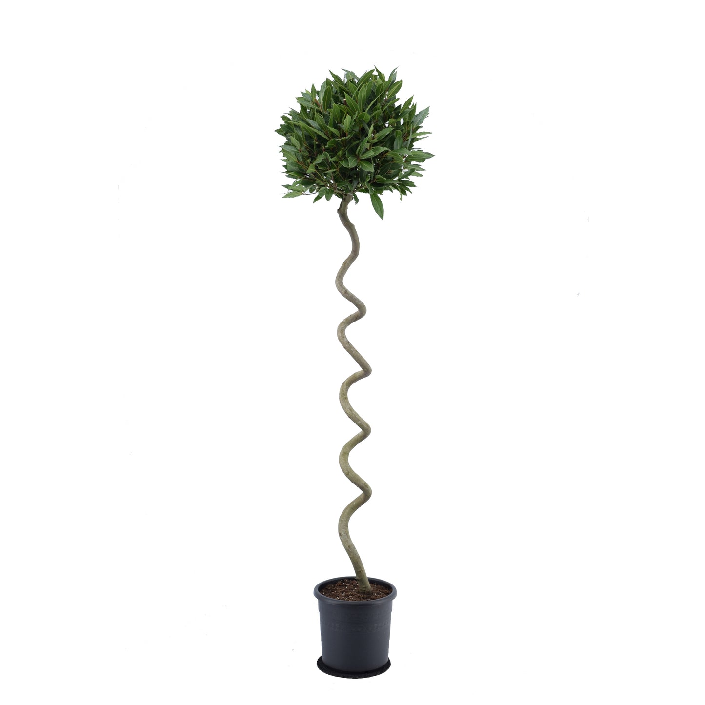 Laurus nobilis 180cm 25cm Pot