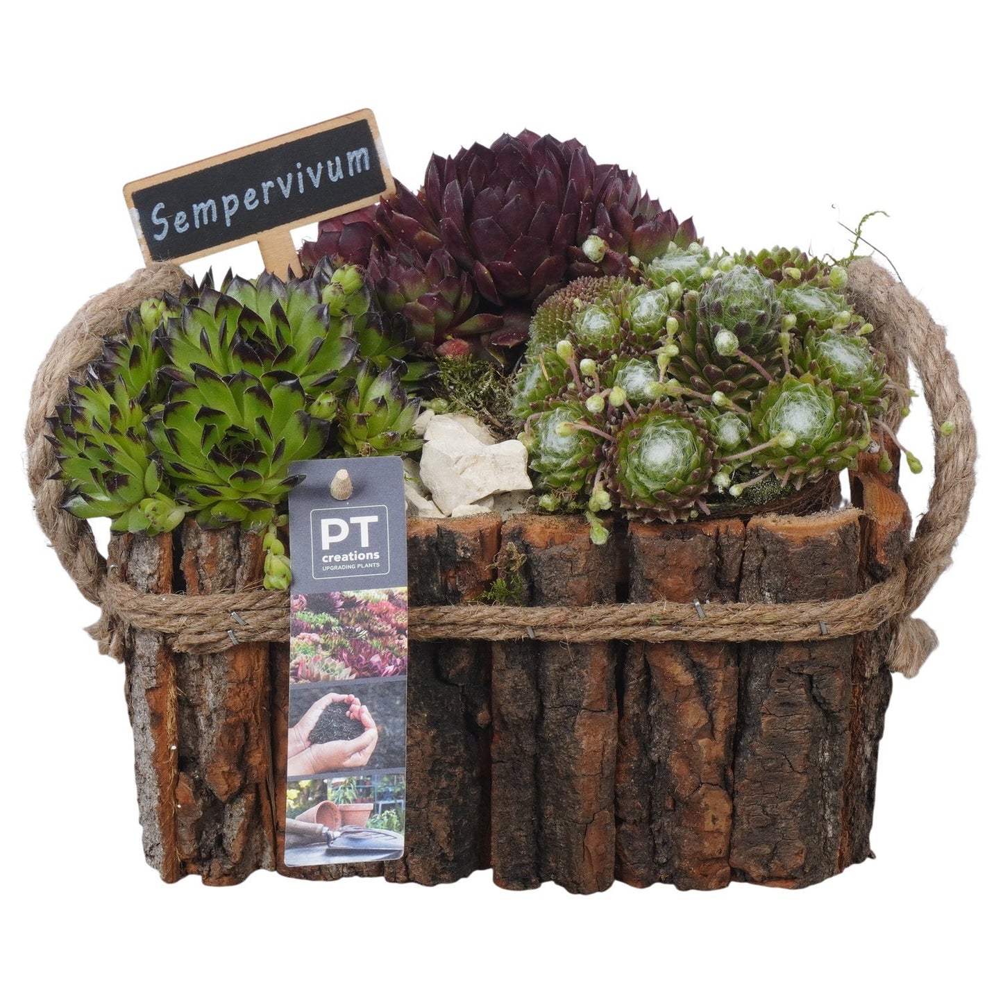 arr. Sempervivum 18cm 20cm Pot