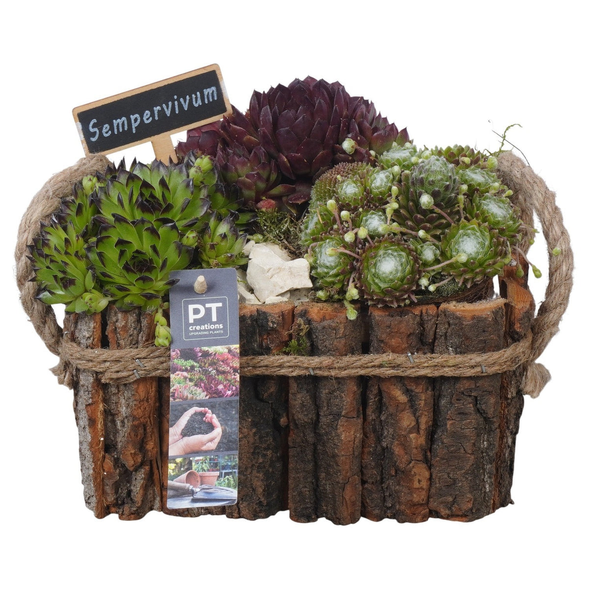 arr. Sempervivum 18cm 20cm Pot