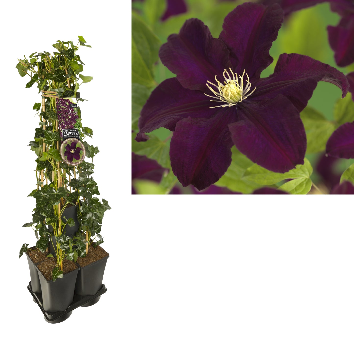 Clematis hybrid mix 95cm 17cm Pot