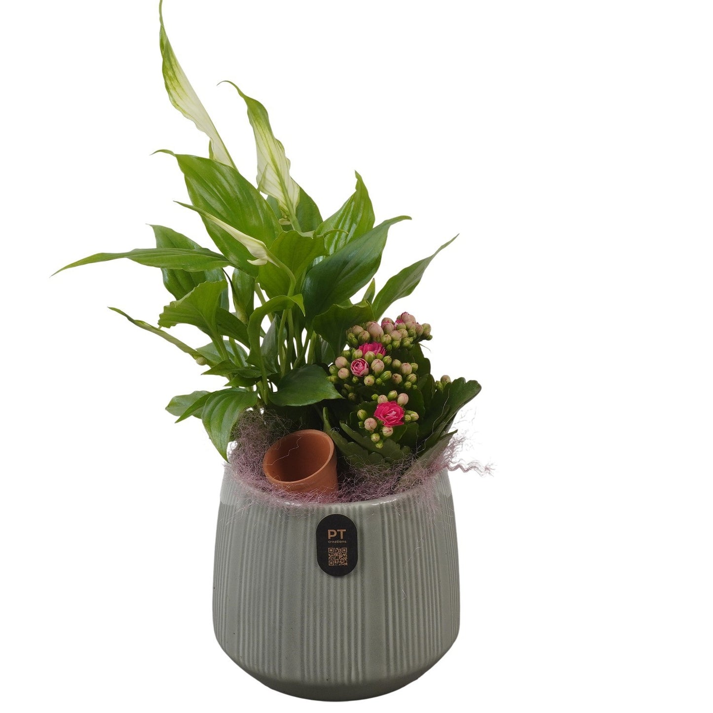 Indoor arrangement 34cm 12cm Pot