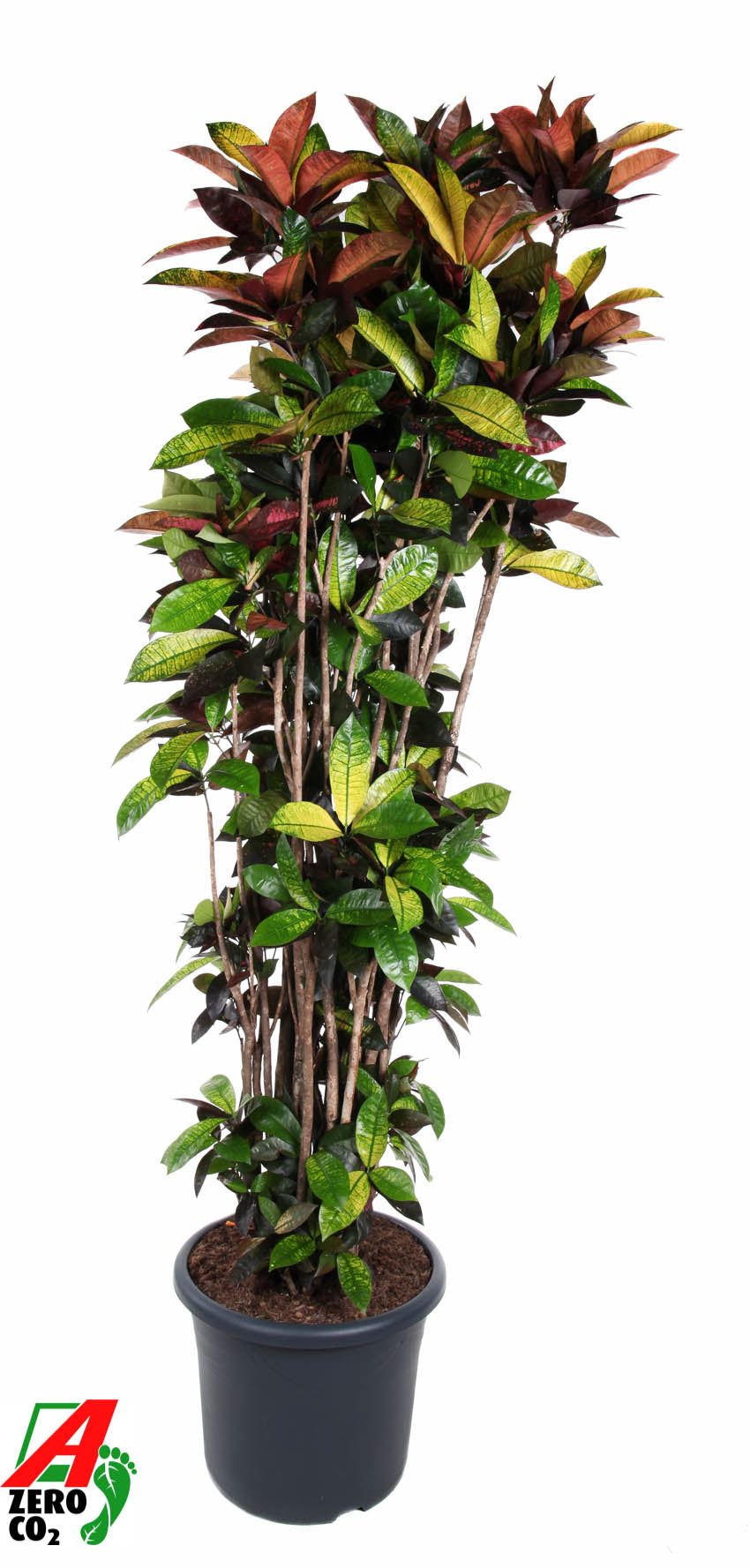 Codiaeum Mrs Iceton 230cm 48cm Pot
