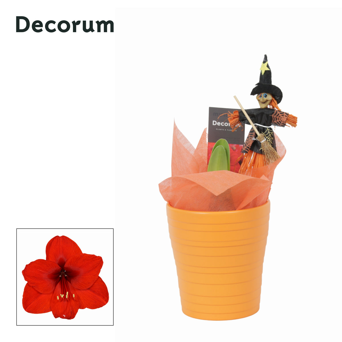 Hippeastrum 25cm 12cm Pot