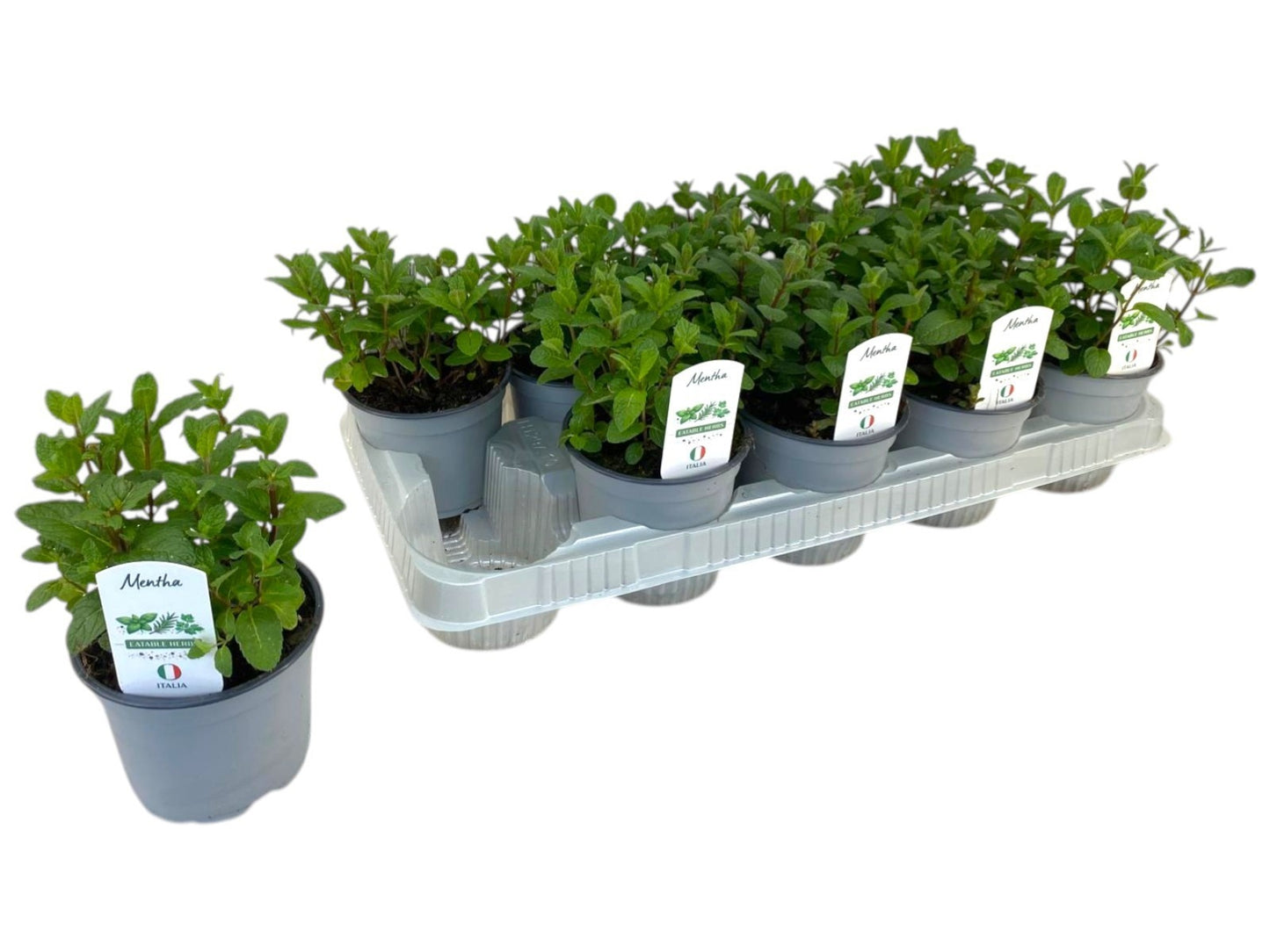 Mentha spicata (Mint) 20cm 12cm Pot