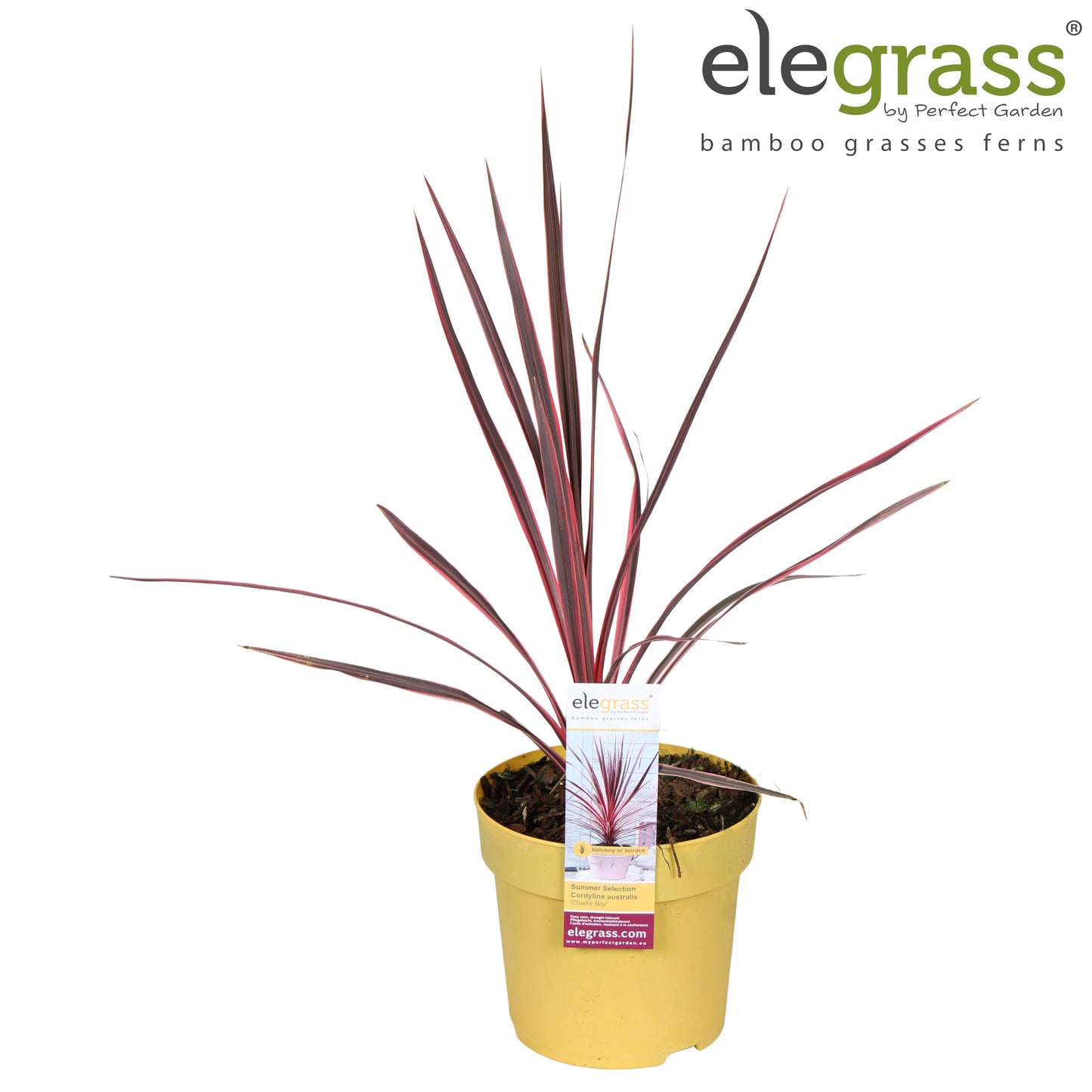 Cordyline aus. Electric Pink 70cm 14cm Pot