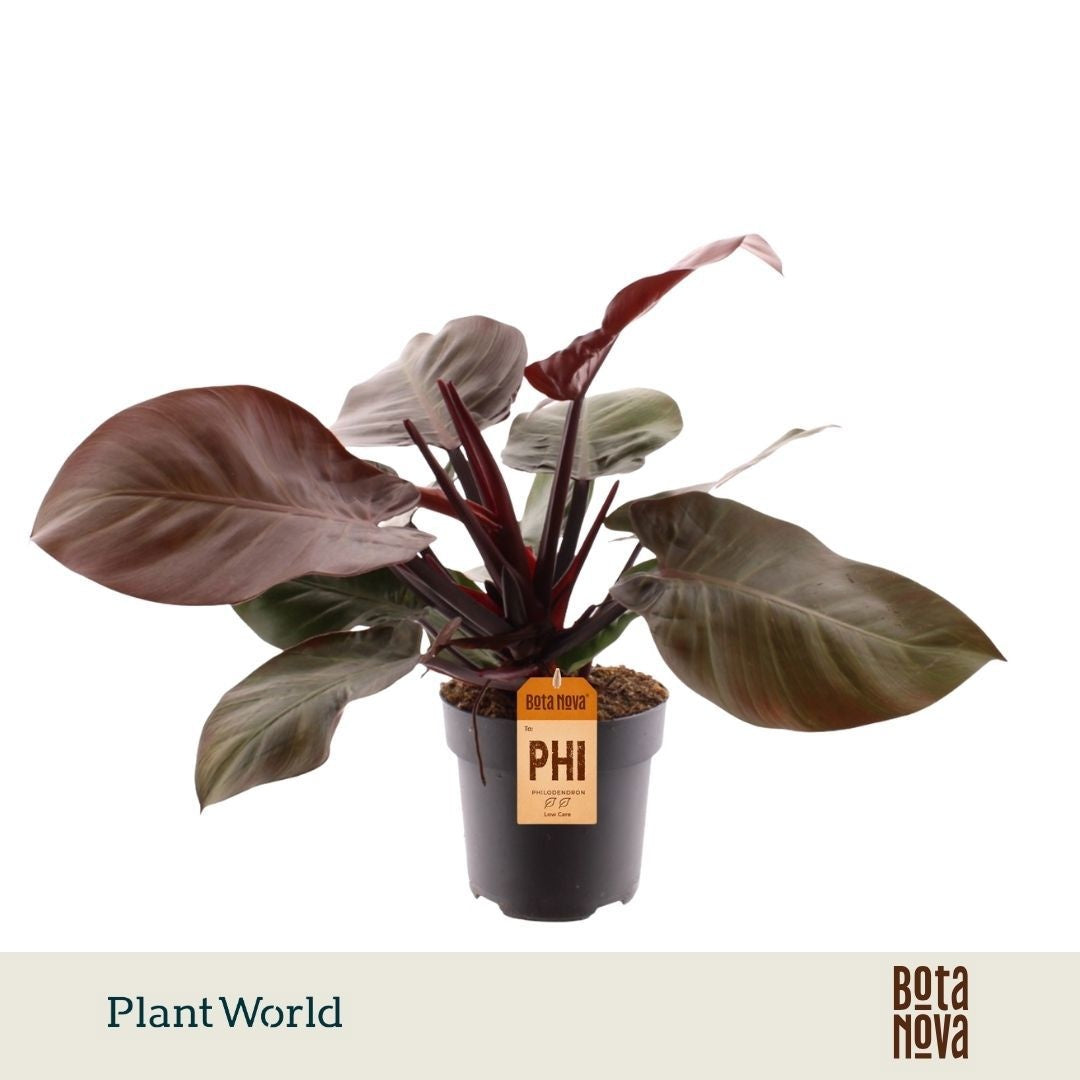 Plantworld Jogrow Philodendron scandens Pack of 1