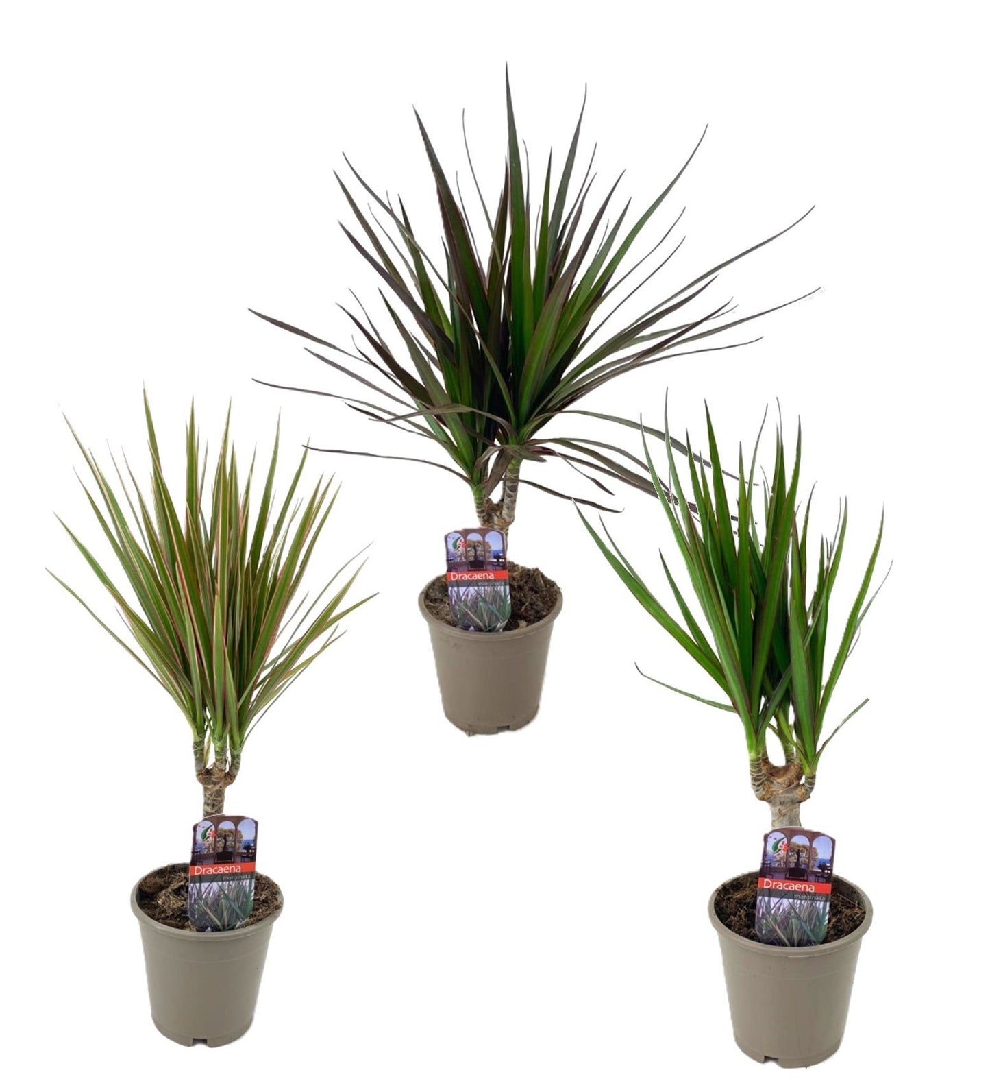 Dracaena mix 40cm 12cm Pot