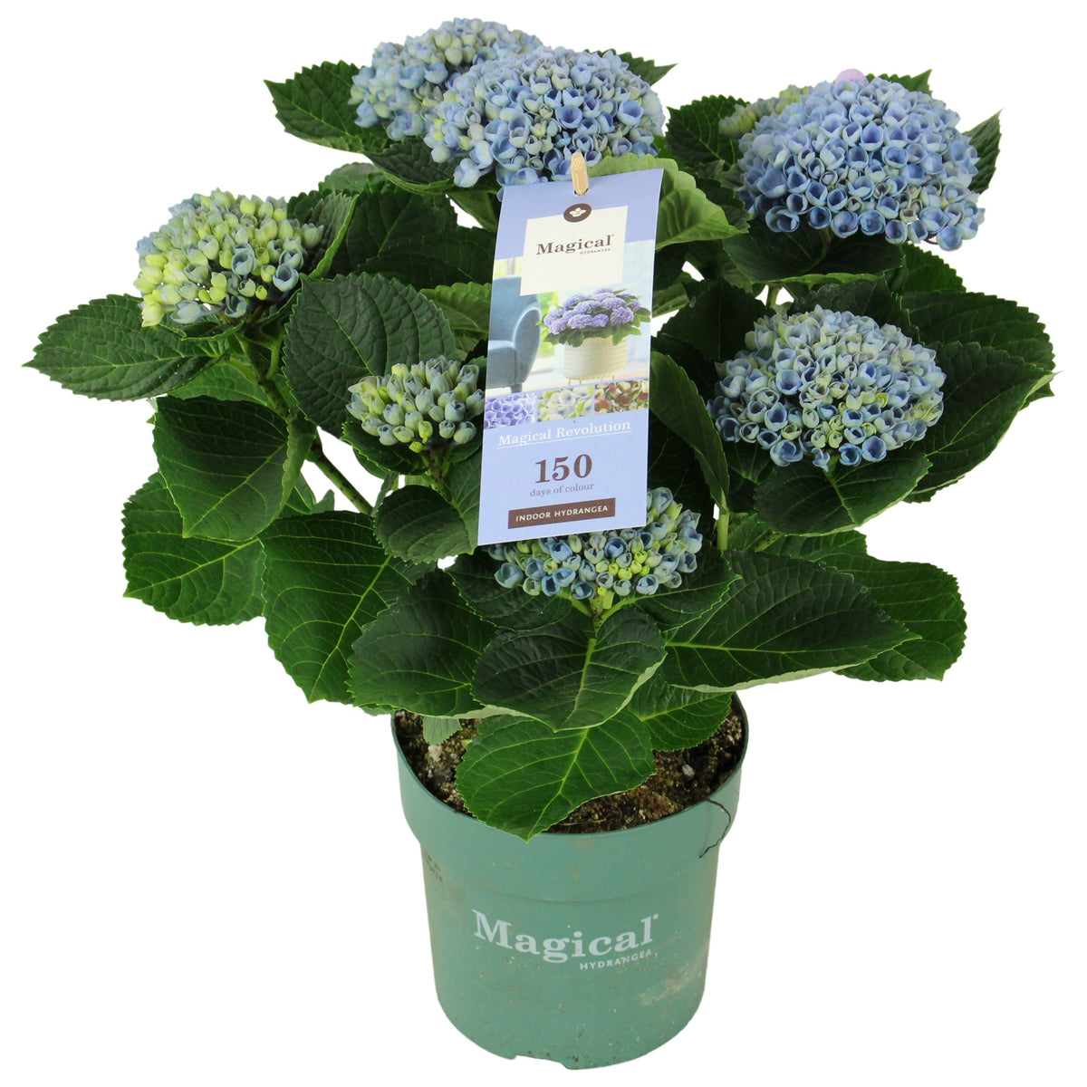 Hydrangea macrophylla Magical Revolution blue 35cm 14cm Pot