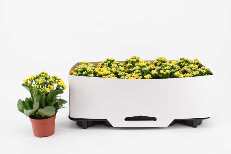 Kalanchoe Rosalina Don Amarillo 23cm 10.5cm Pot