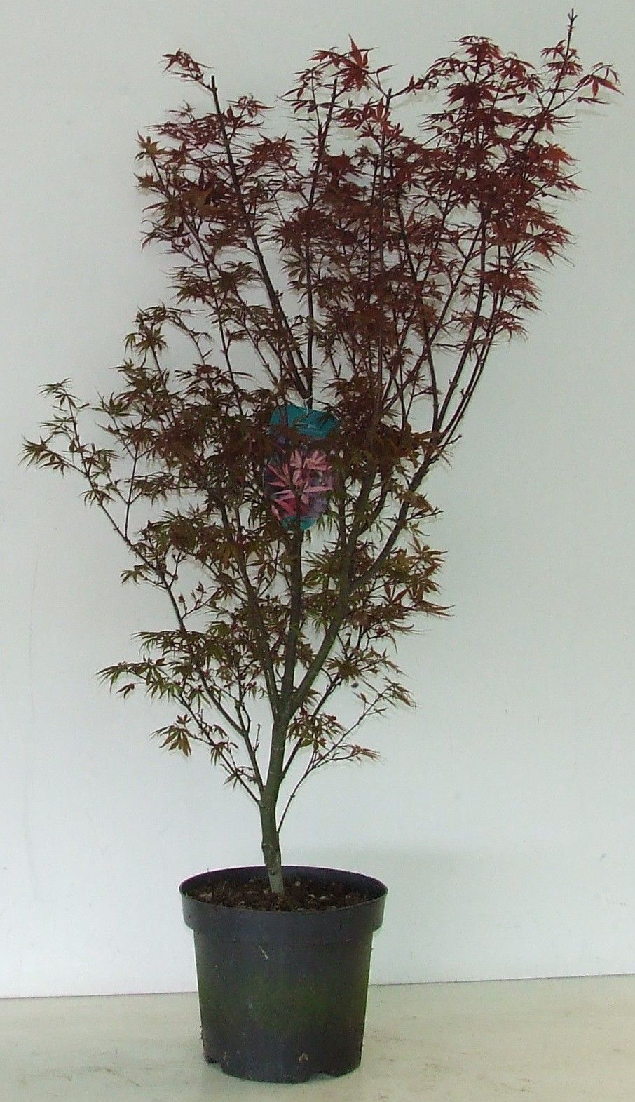 Acer Skeeters Broom 90cm 26cm Pot