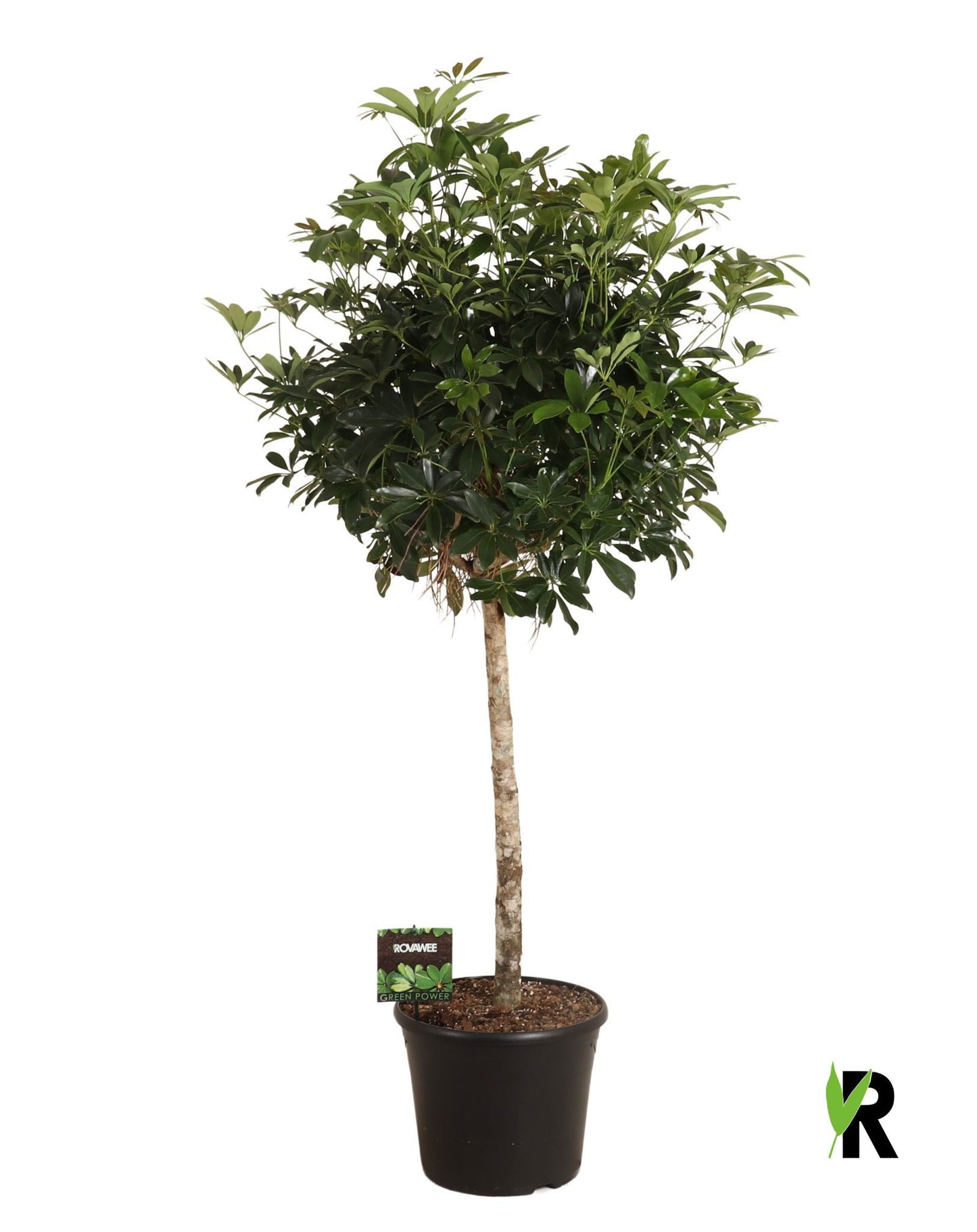 Schefflera Compacta 160cm 35cm Pot
