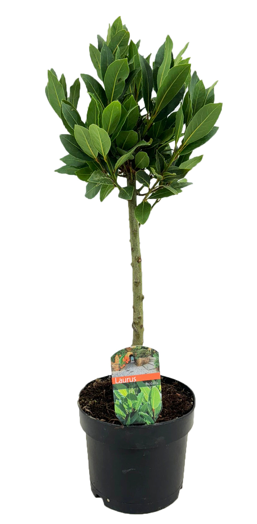 Laurus nobilis 65cm 17cm Pot