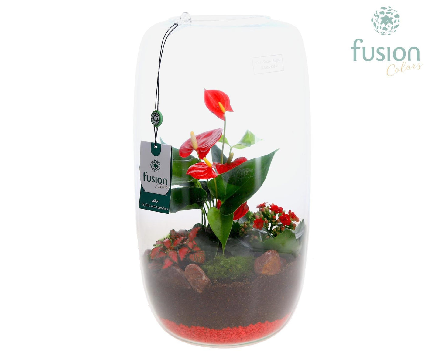 Green Bottle Isabella XXLarge Anthurium Arrangement D23 3pp 43cm 25cm Pot