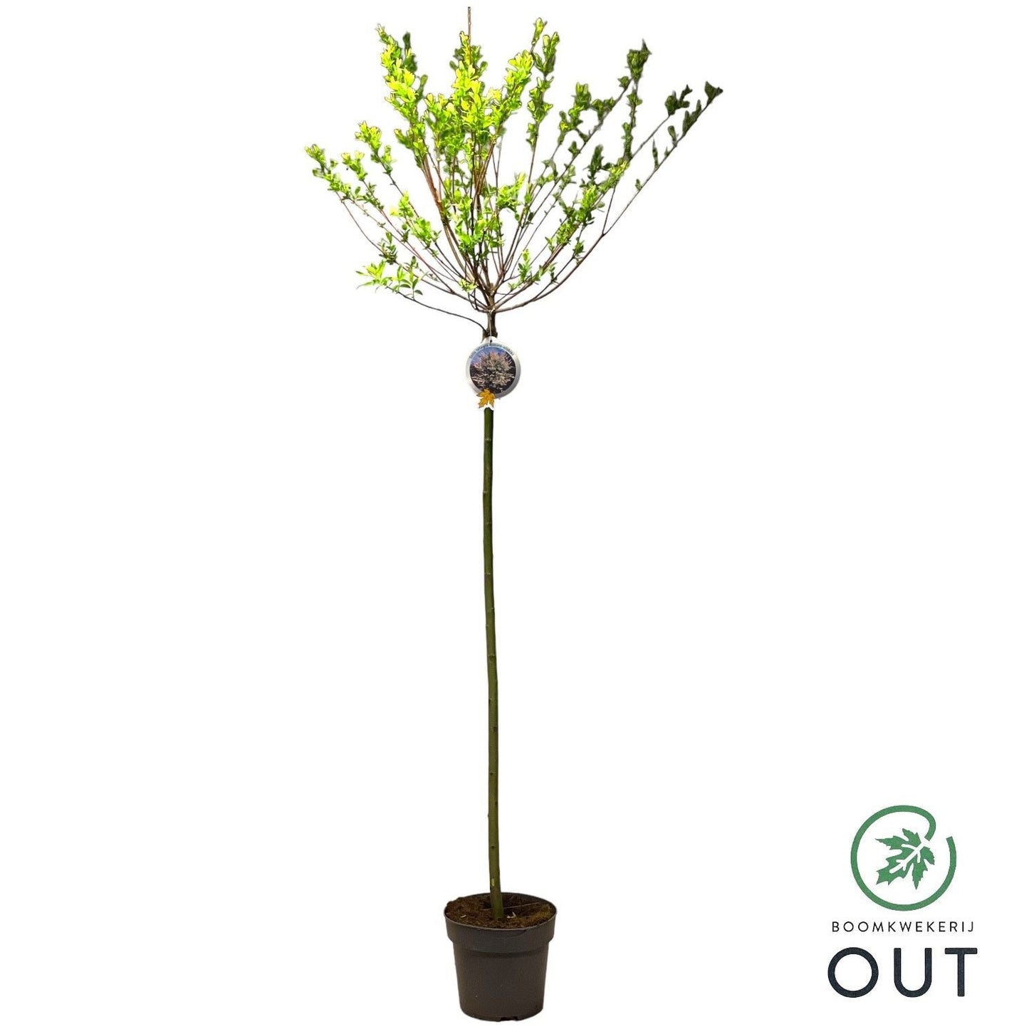 Salix integra Hakuro Nishiki 170cm 26cm Pot