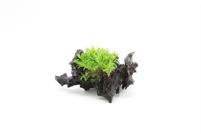 Waterplkw R. Moerings Pogostemon helferi Pack of 1