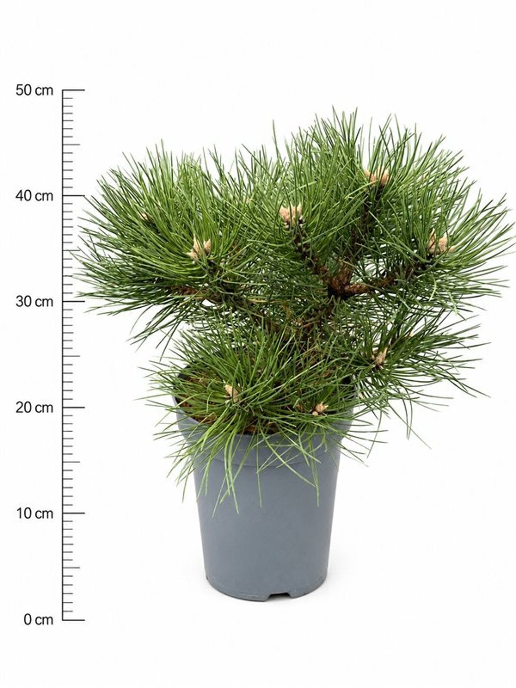 Pinus nigra Nana 30cm 23cm Pot