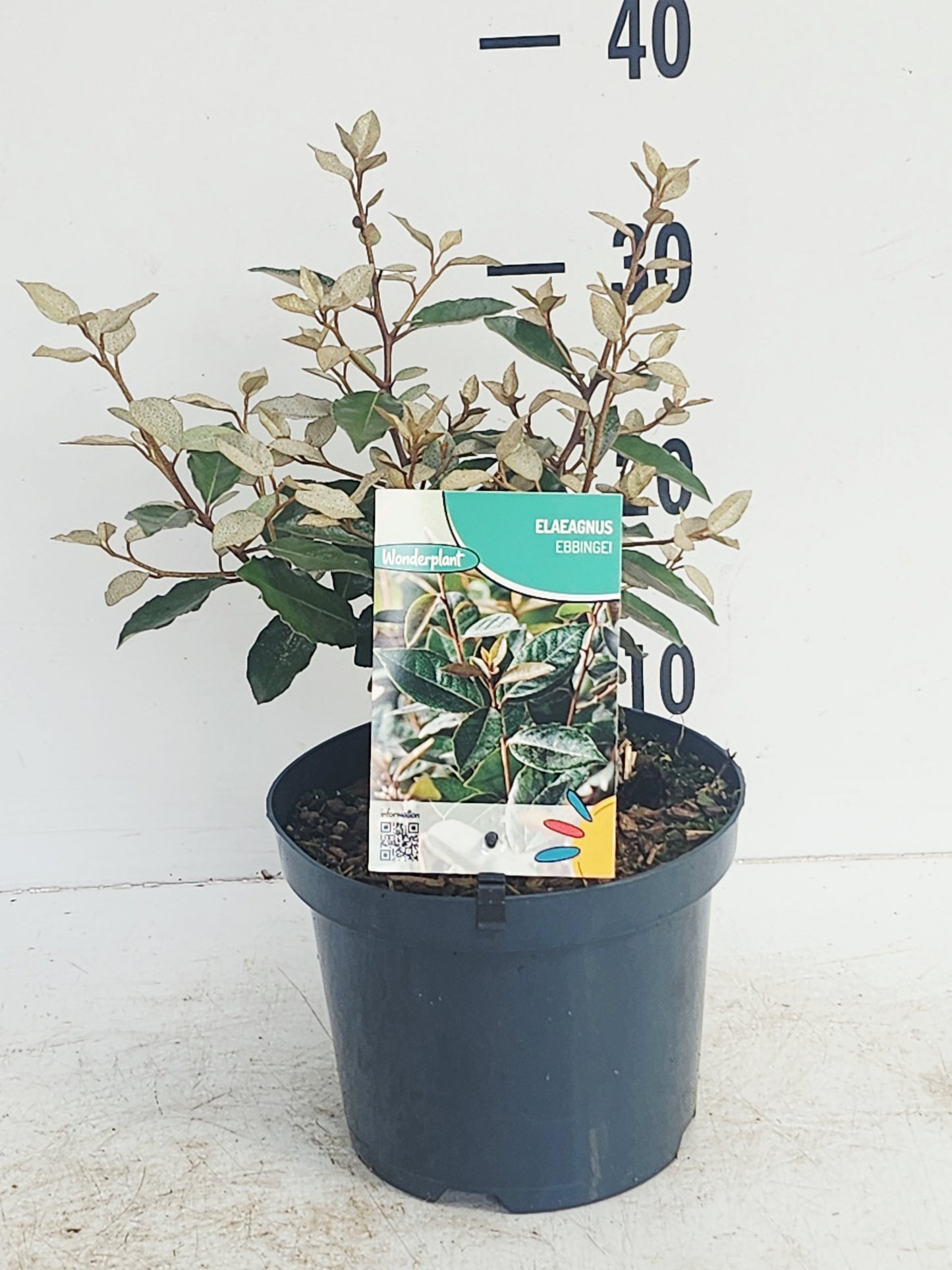 Elaeagnus ebbingei 40cm 19cm Pot