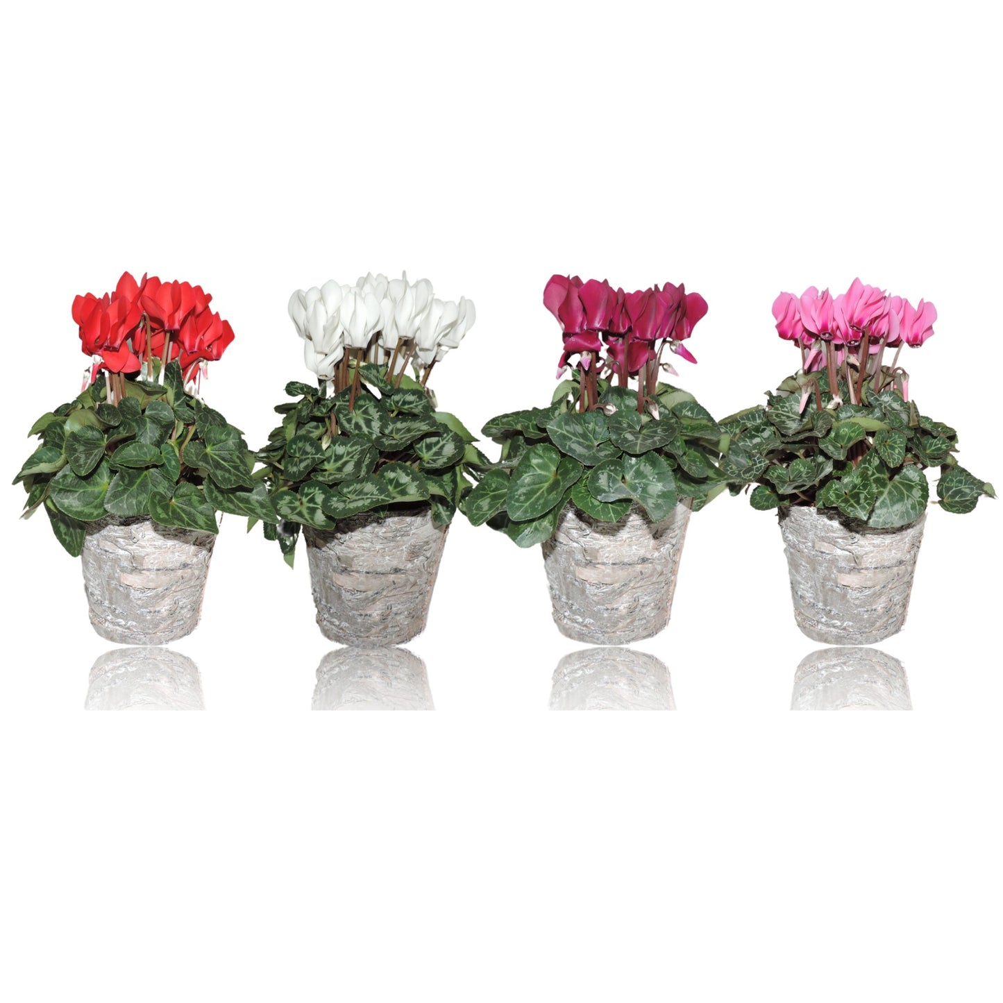 Cyclamen Compact mix 25cm 10.5cm Pot
