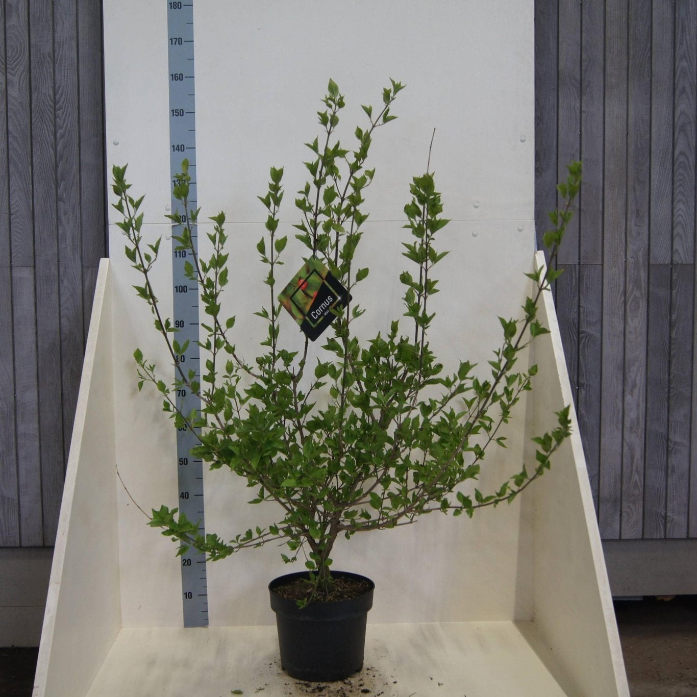 Cornus mas 100cm 28cm Pot