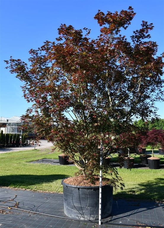 Acer palmatum 425cm 112cm Pot