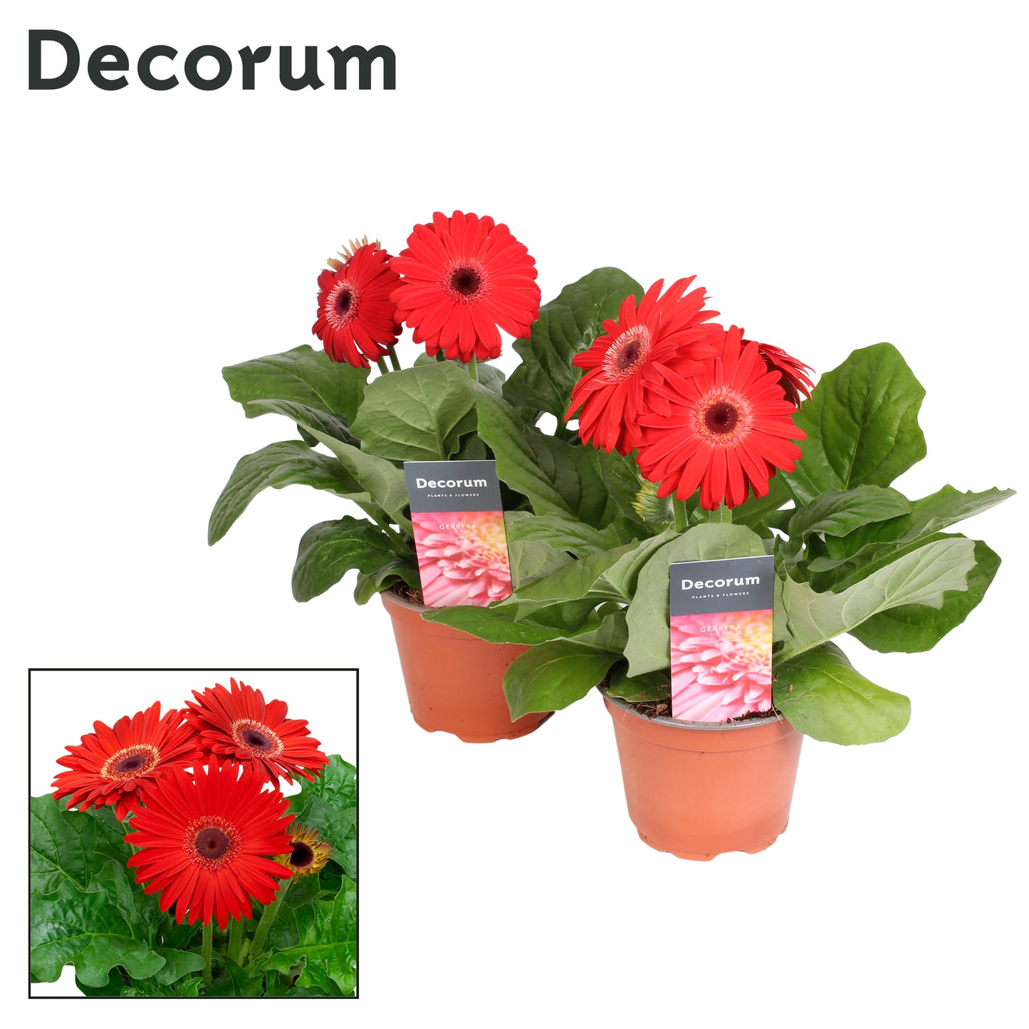 Velden, Firma Freek v.d. Gerbera red decorum Pack of 10
