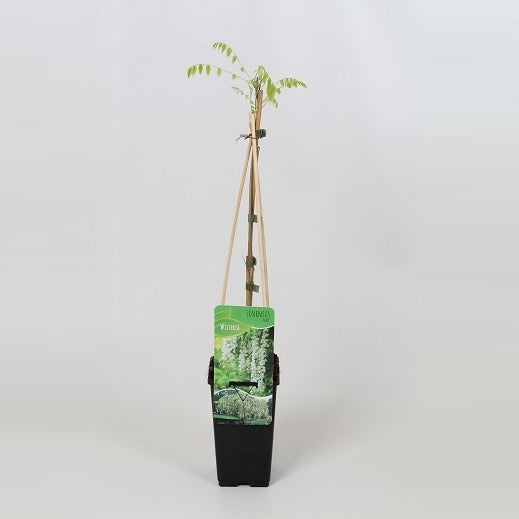 Wisteria sin. Alba 60cm 14cm Pot