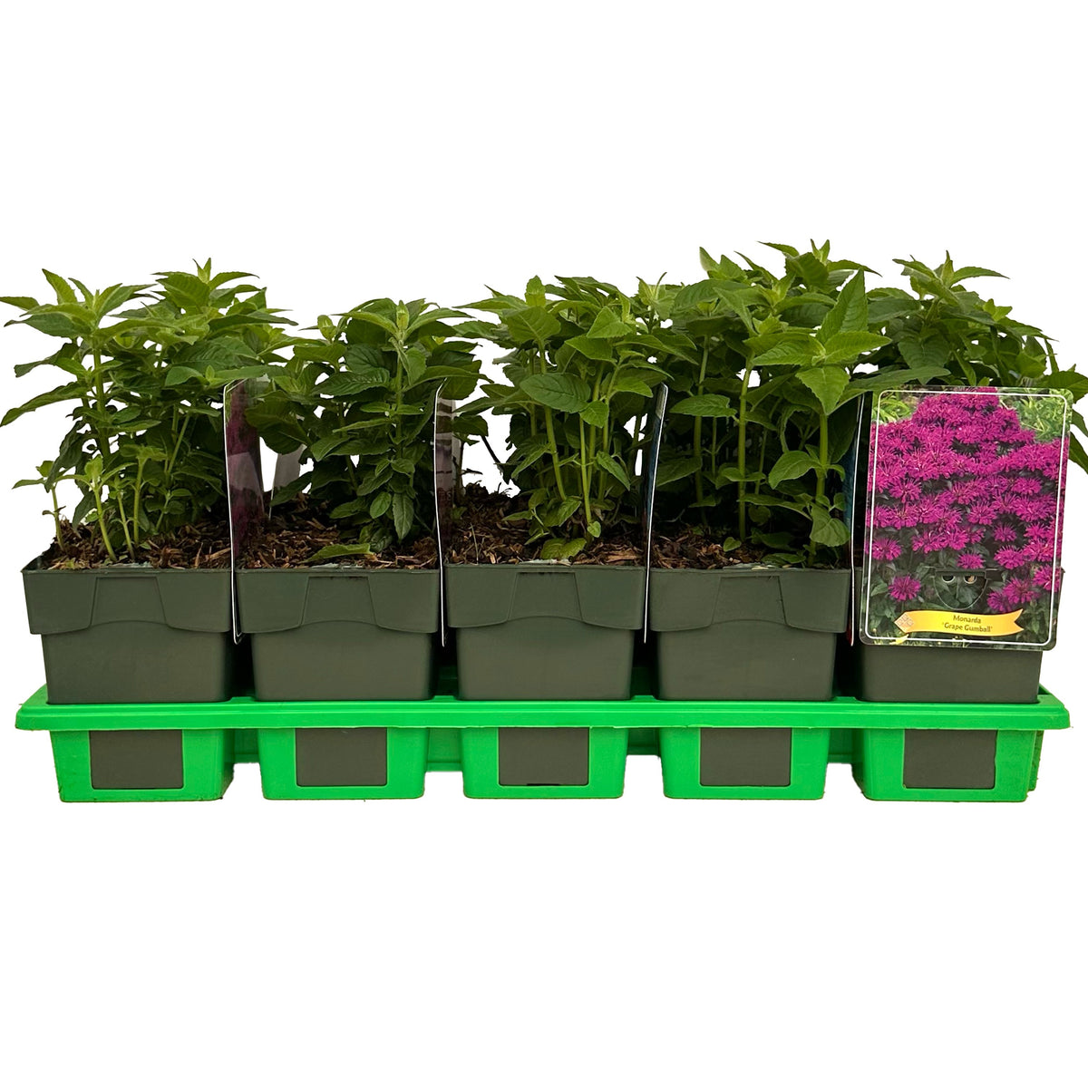 Monarda didyma 25cm 11cm Pot