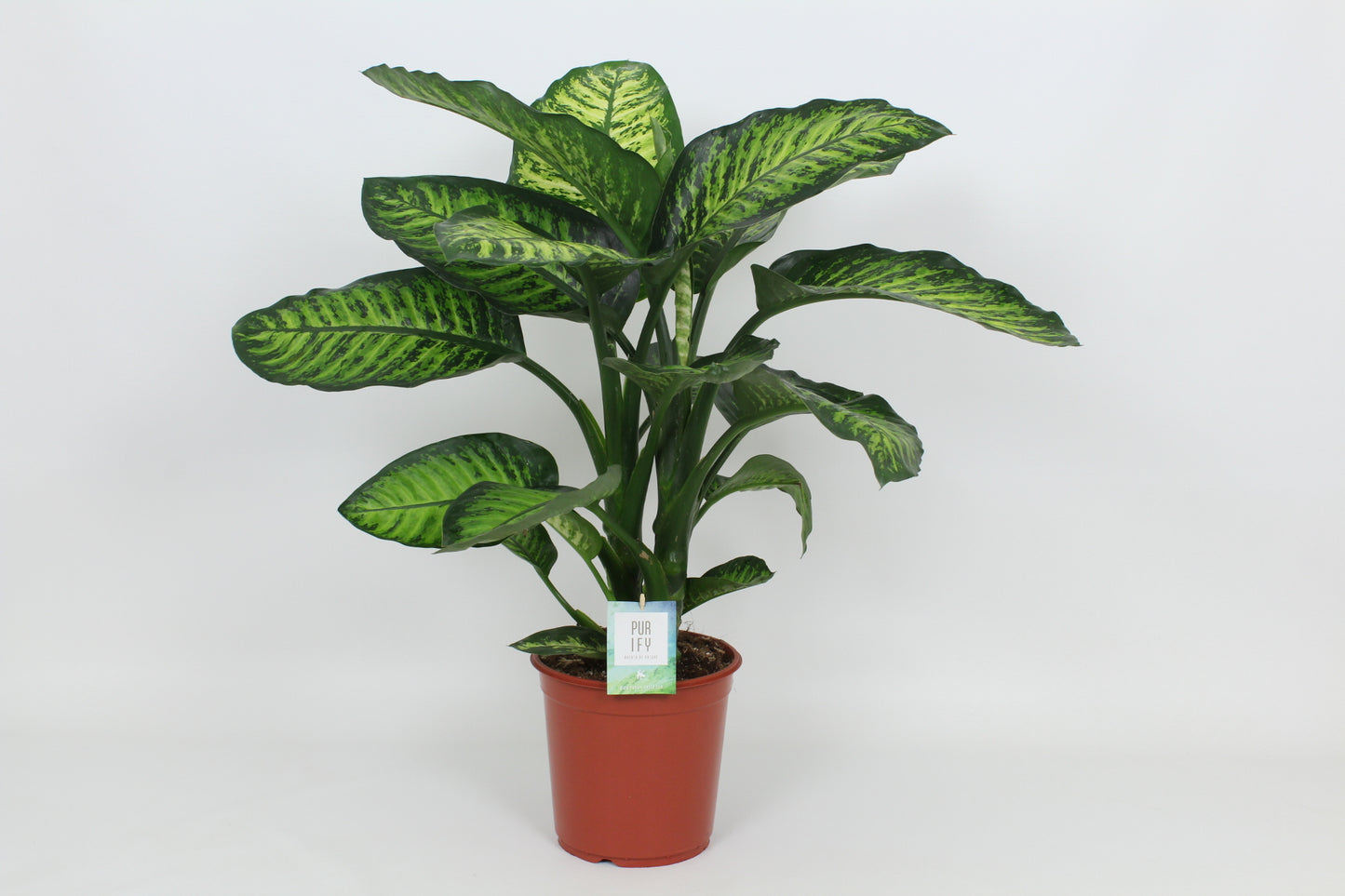 Elstgeest Potplanten Dieffenbachia Maroba Pack of 3